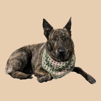 a dog wearing a crocheted bandana on a beige background